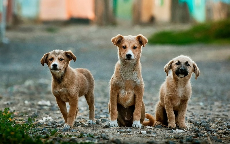 狂犬病とは