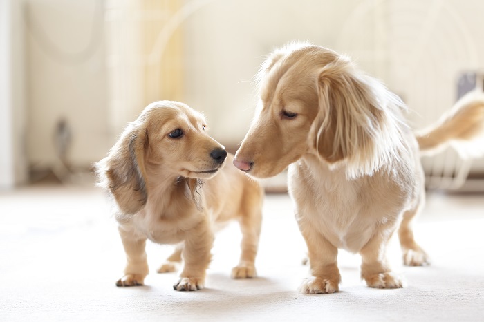 狂犬病予防注射について